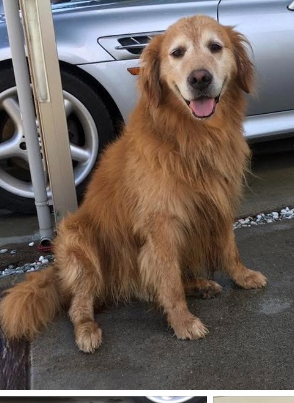 ゴールデンレトリバーなど大型犬も飼育可能です! その他