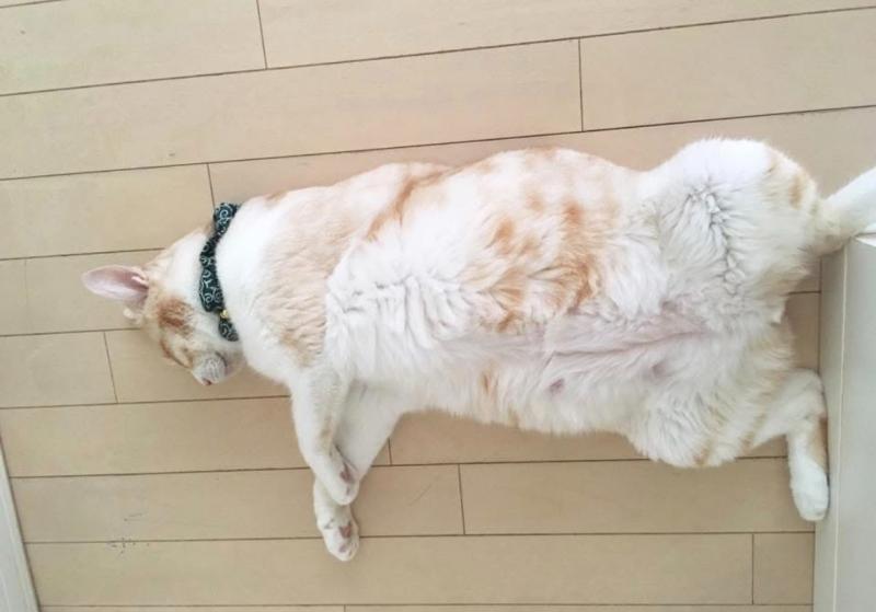 室内での猫ちゃんの飼育も可能です! その他